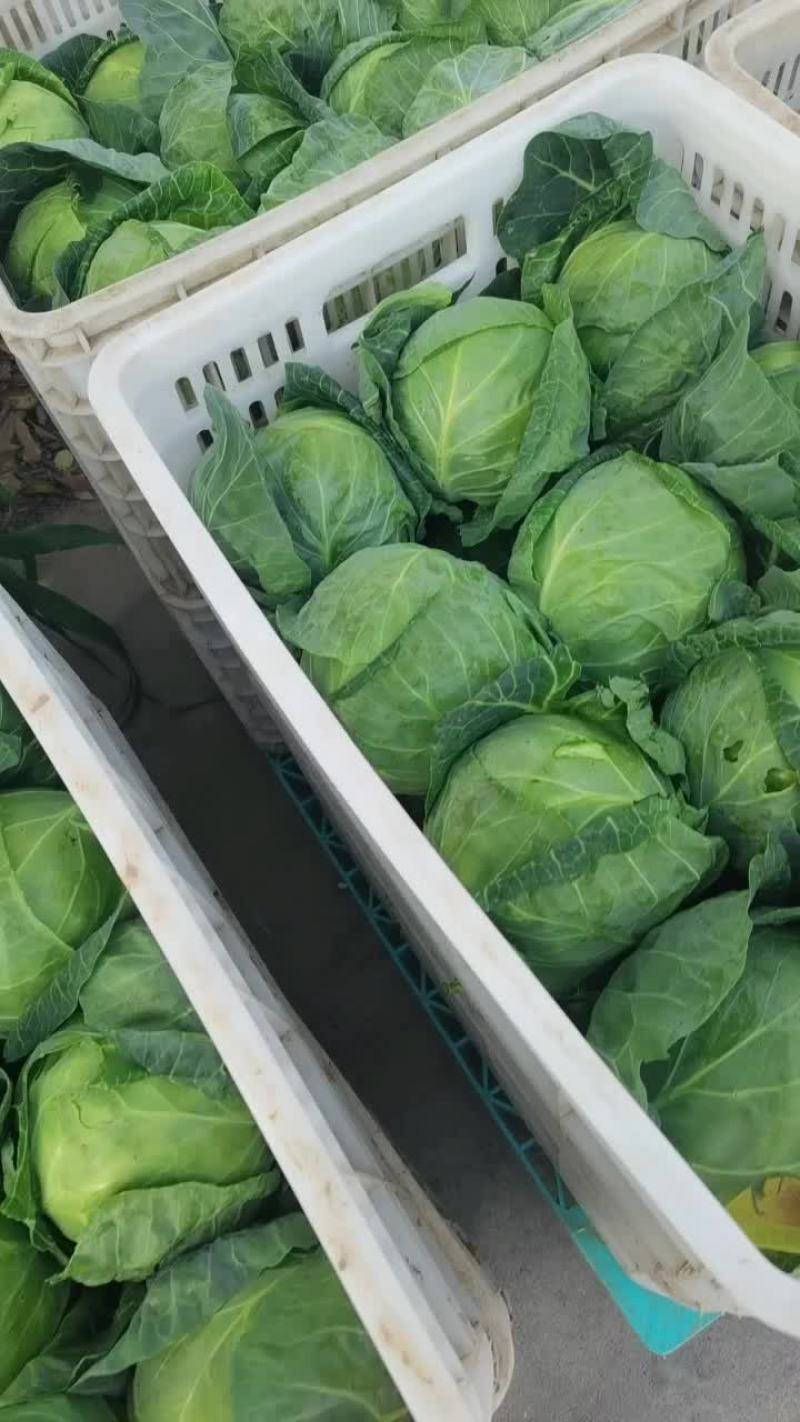 甘蓝