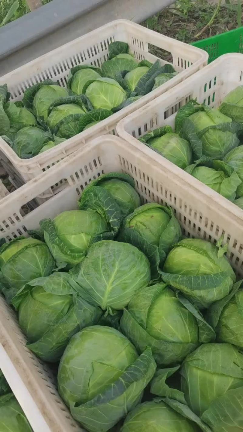 甘蓝