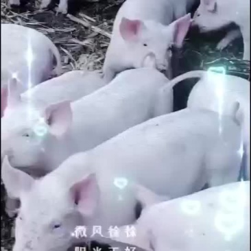 正宗本地小猪仔