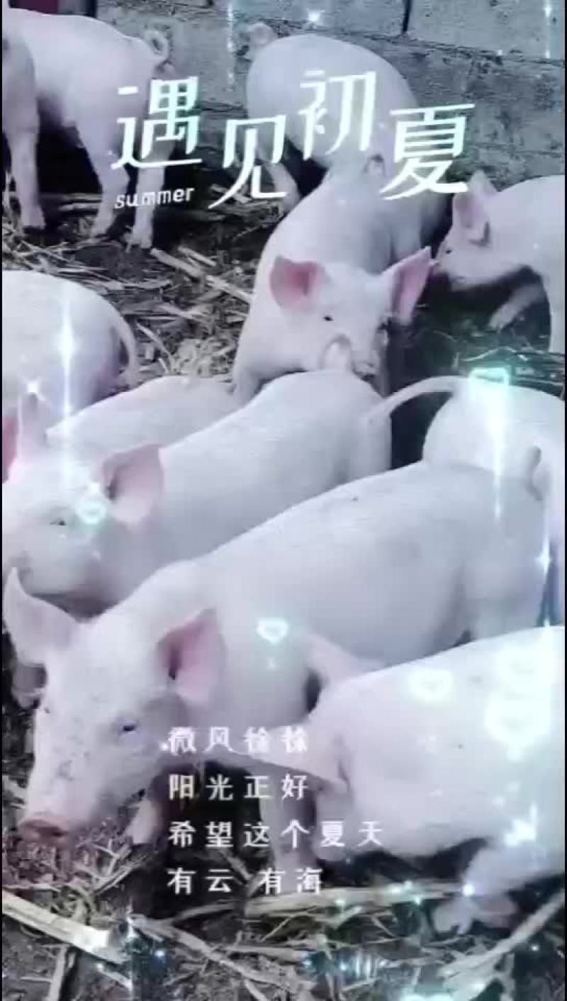 正宗本地小猪仔