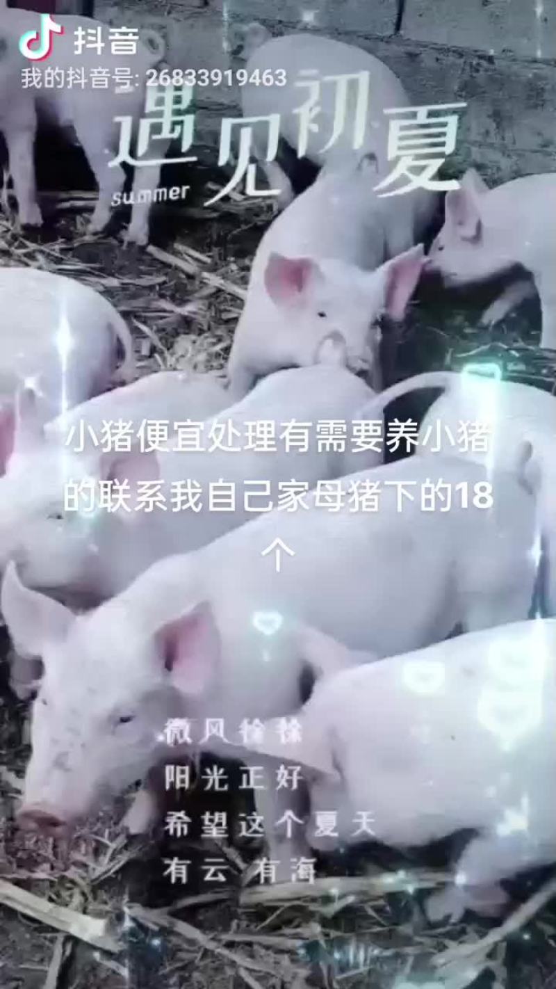 正宗本地小猪仔