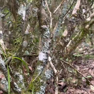 老树高丛