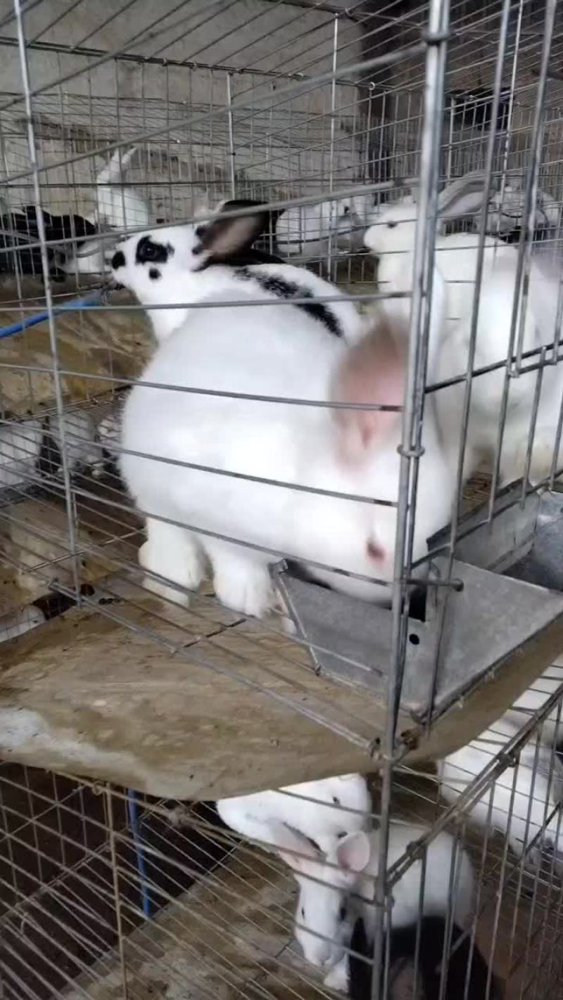 比利时兔子