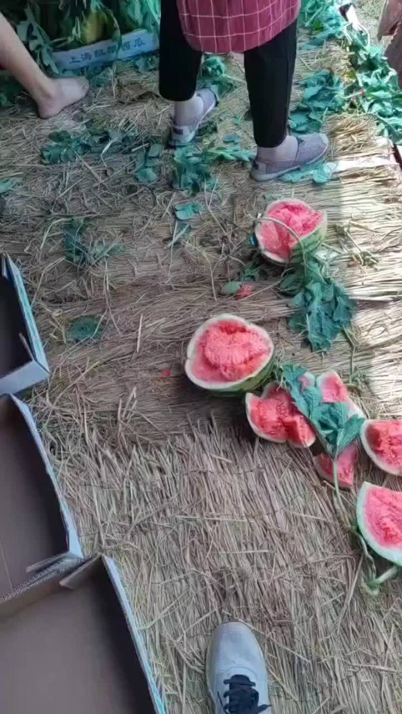 美都西瓜头茬瓜果园基地直发产地代办一手货源