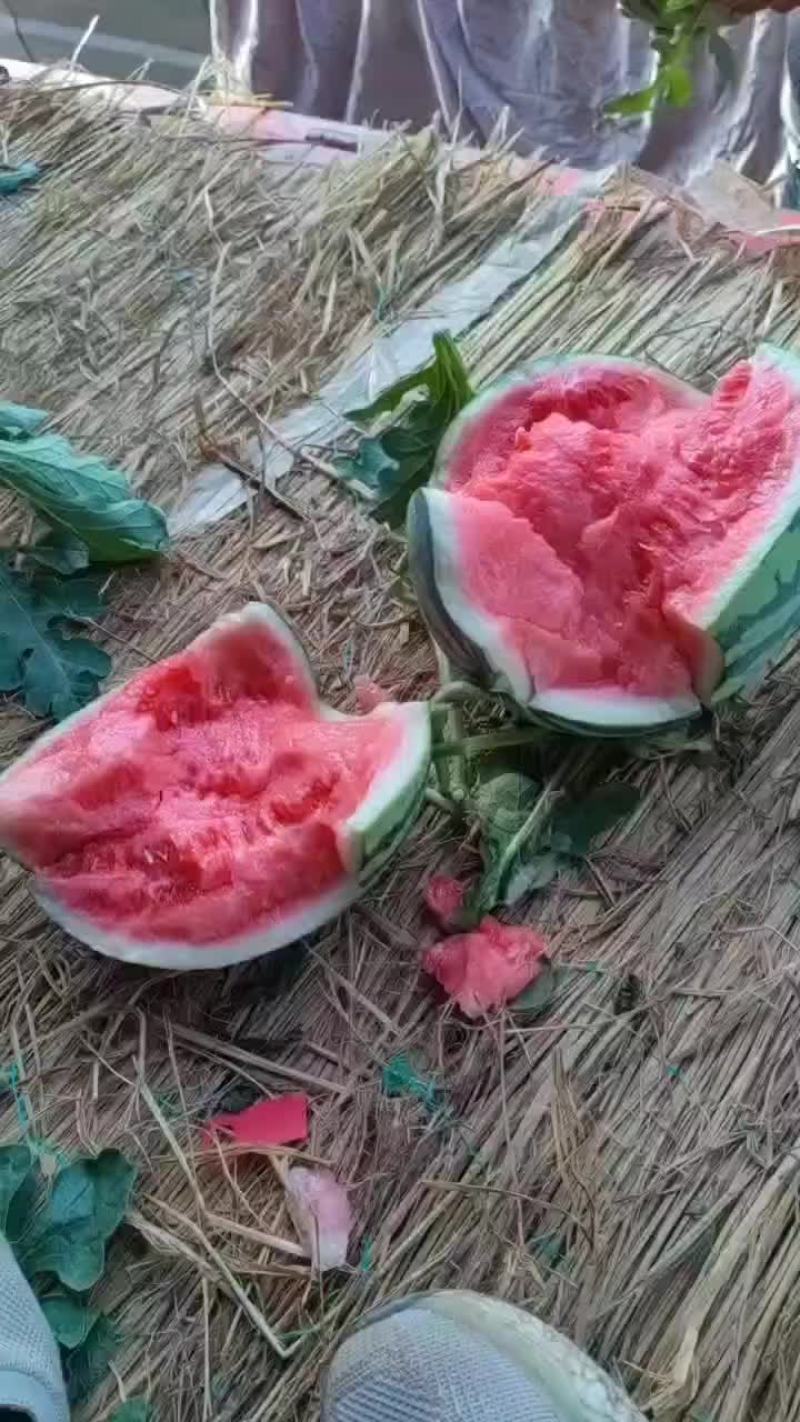 美都西瓜头茬瓜果园基地直发产地代办一手货源