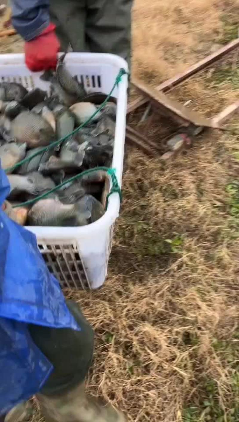 太阳鱼大量上市，各种规格，水车配送成活率有保障