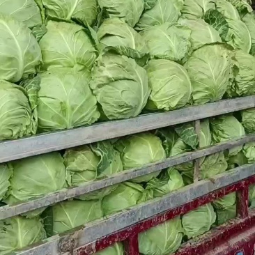 甘蓝大量上市颗颗精品，产地一手货源大量上货欢迎各地老板前