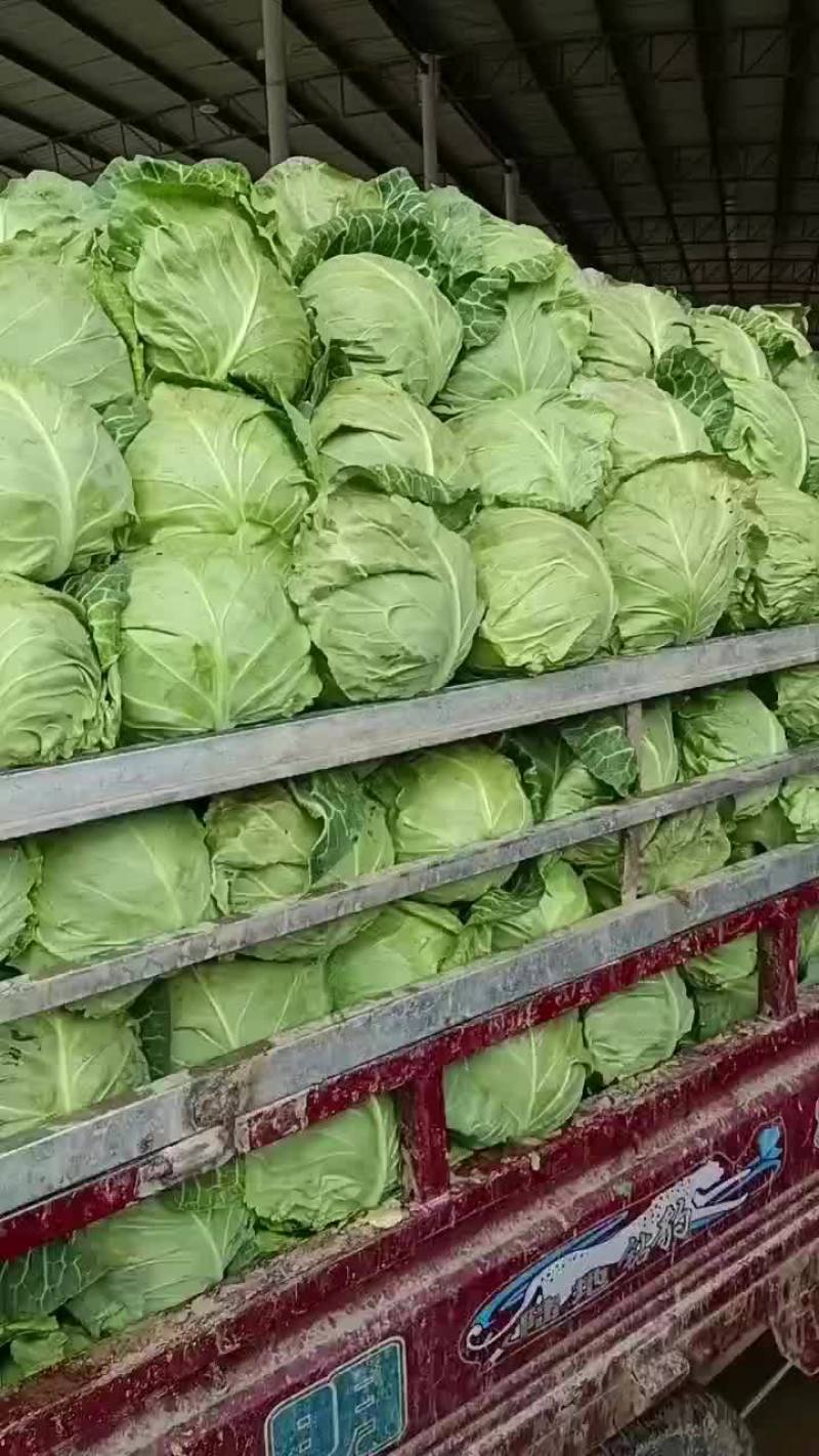 甘蓝大量上市颗颗精品，产地一手货源大量上货欢迎各地老板前