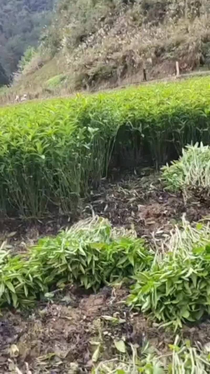 南板蓝根