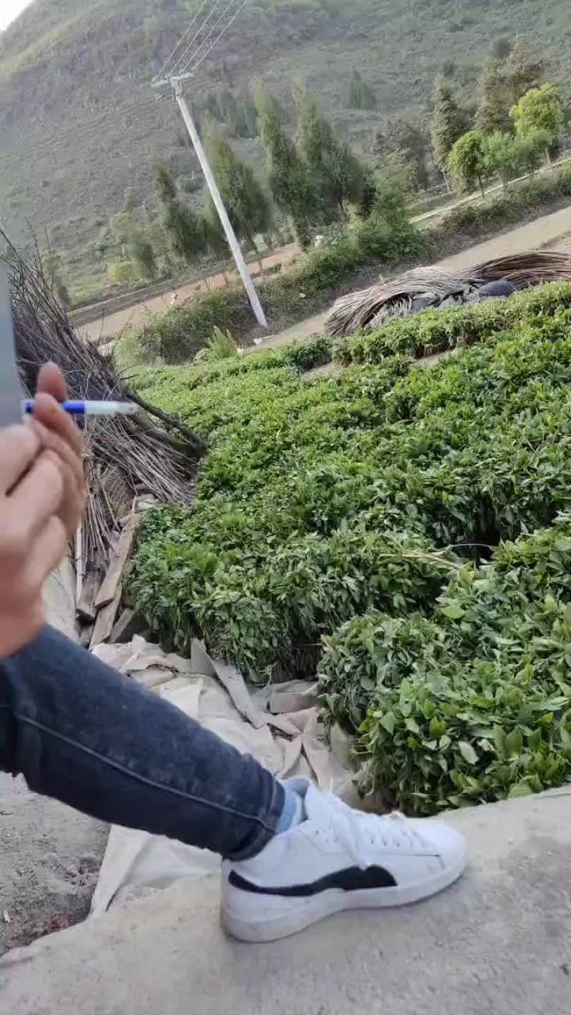 南板蓝根
