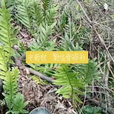 骨碎补毛姜