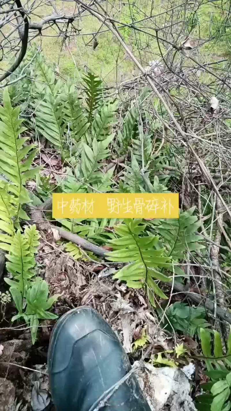 骨碎补毛姜