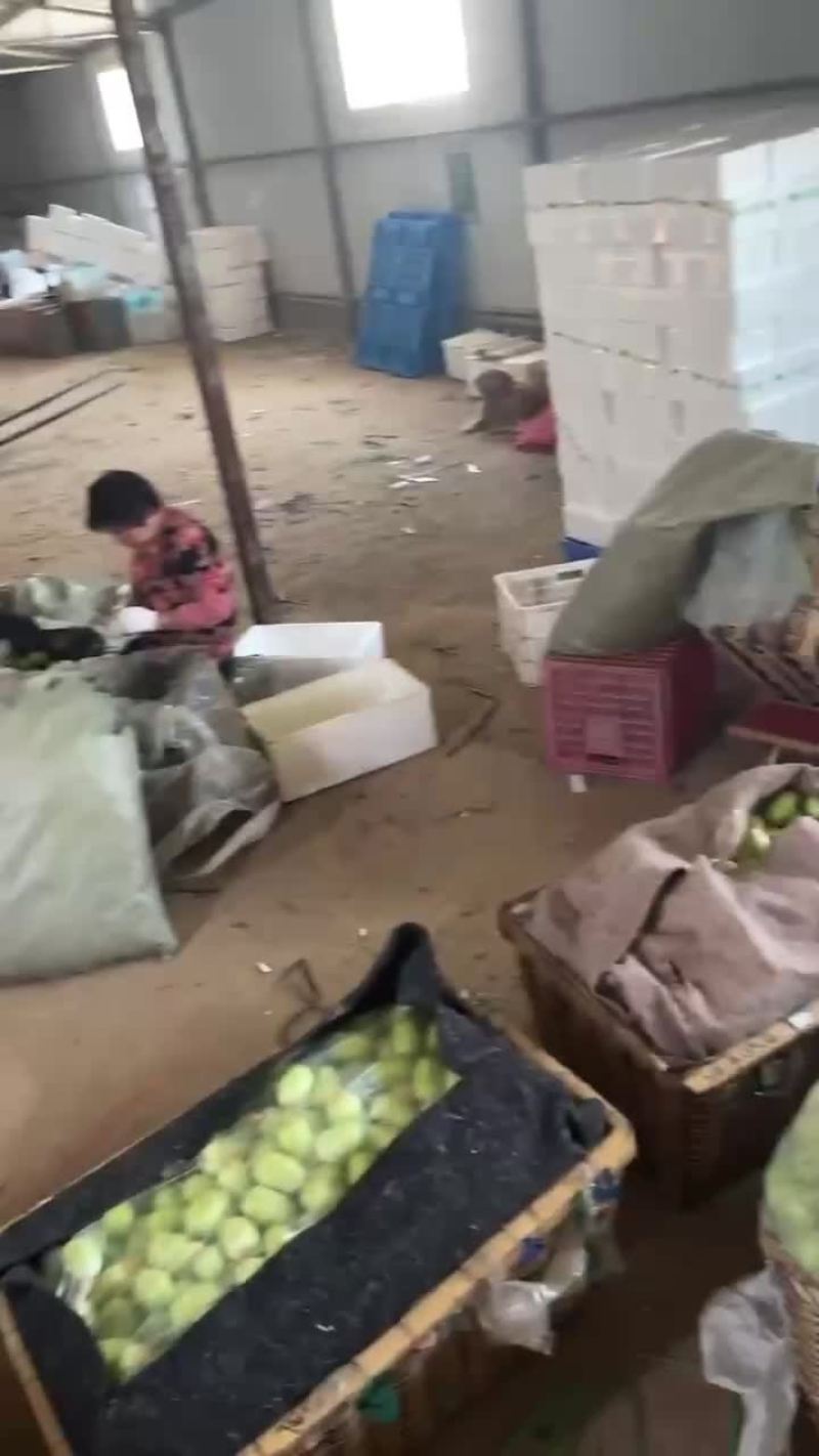 玉女黄瓜网红拇指黄瓜承接一件代发