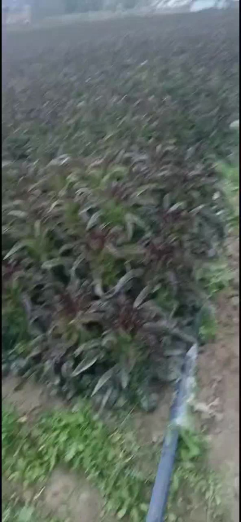 高源莴笋