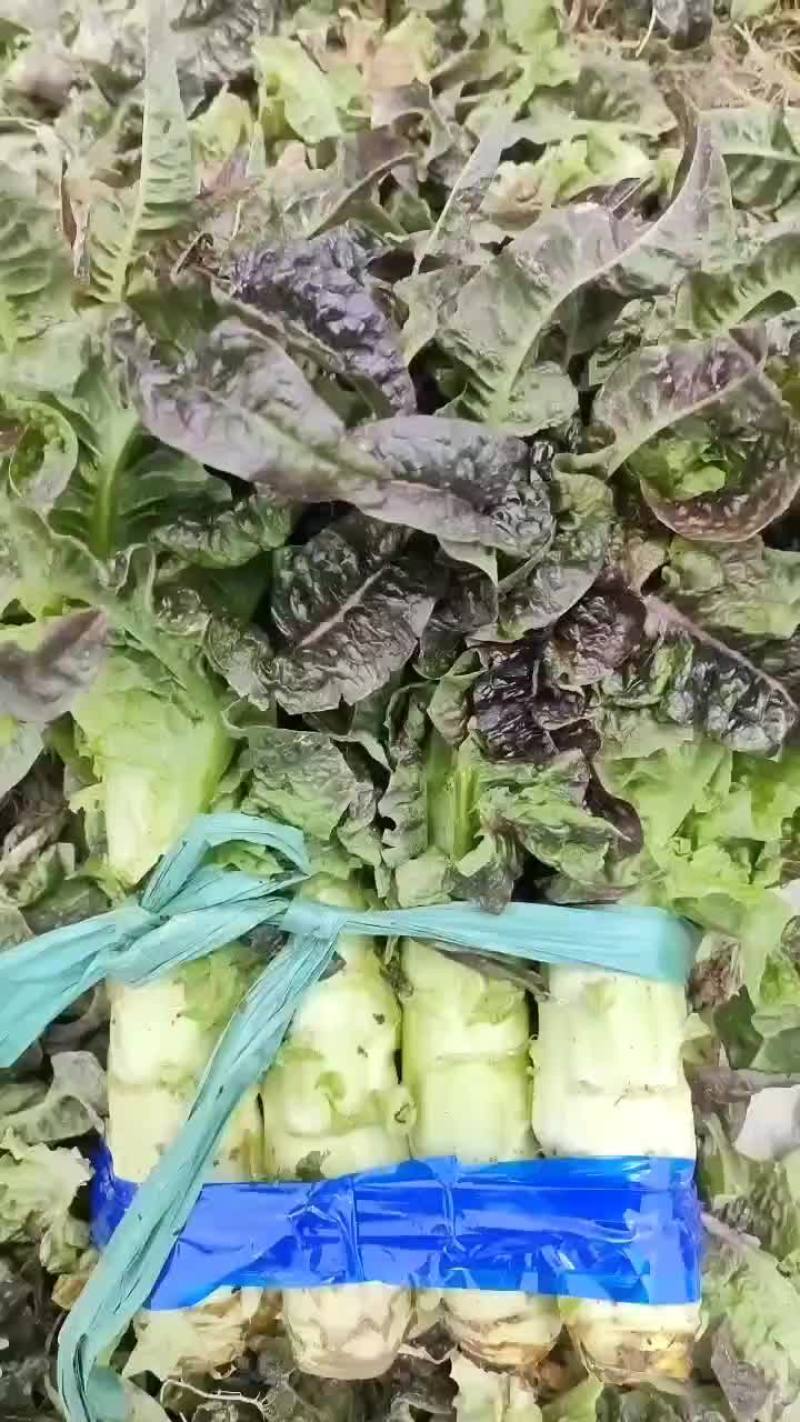 高源莴笋