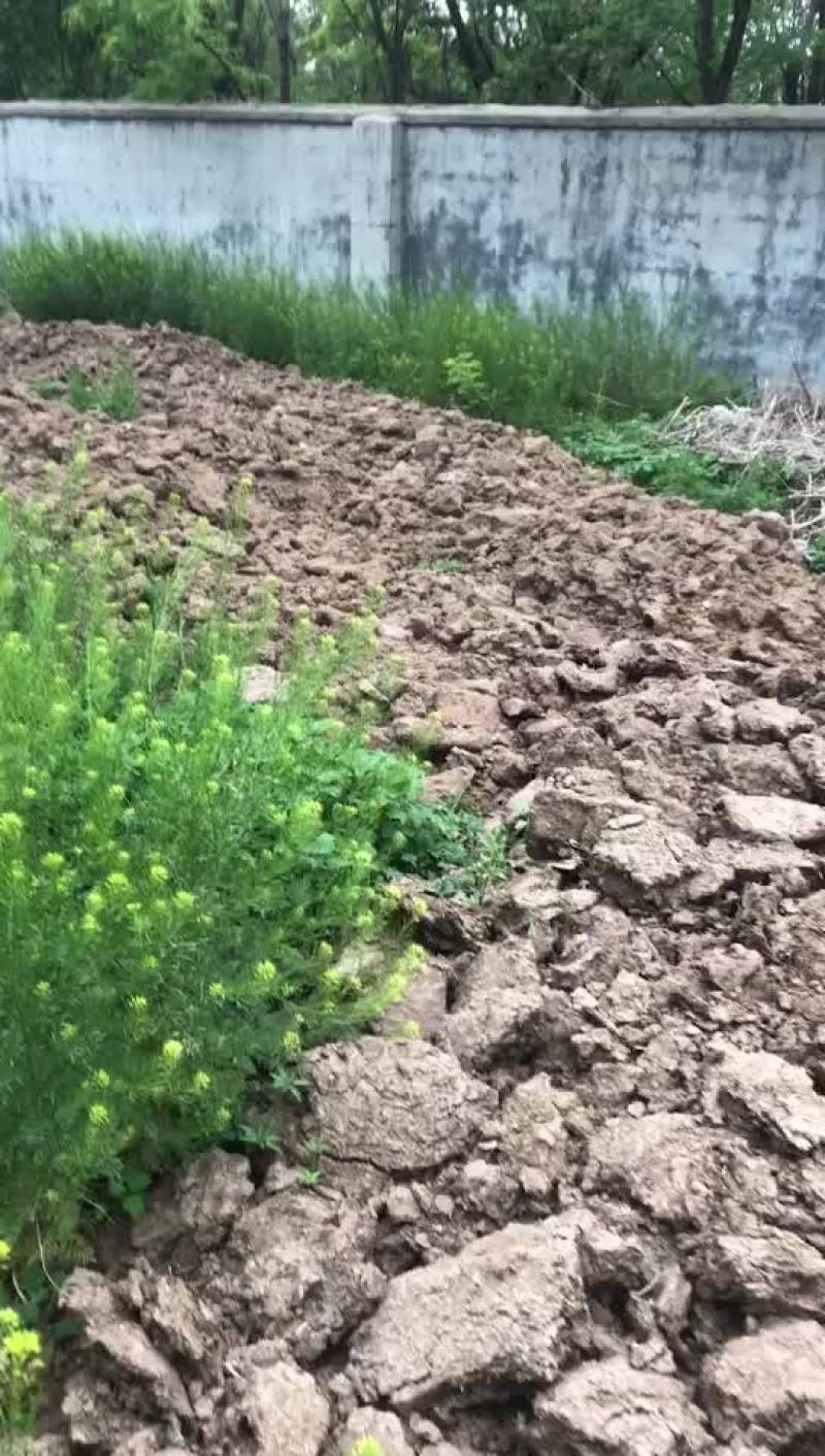 大量现货育肥牛粪