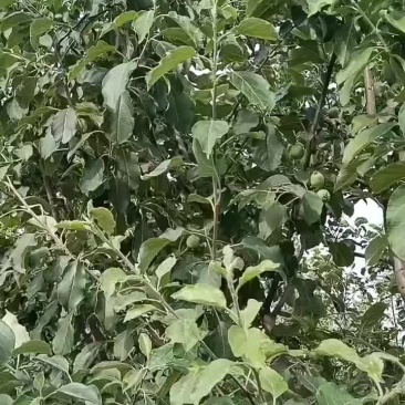 梨