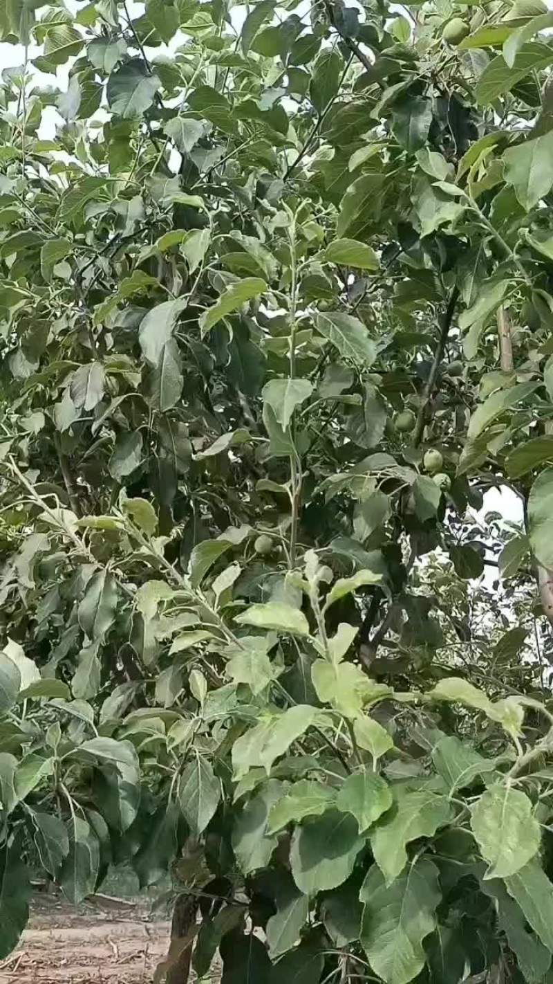 梨