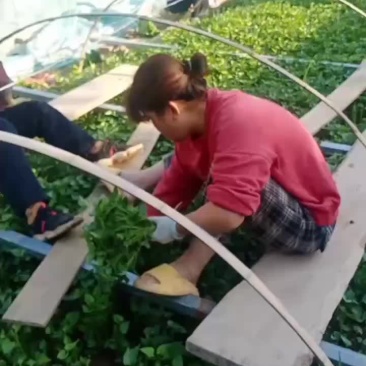 红薯苗子大量上市了，可以供应全国各地发发货
