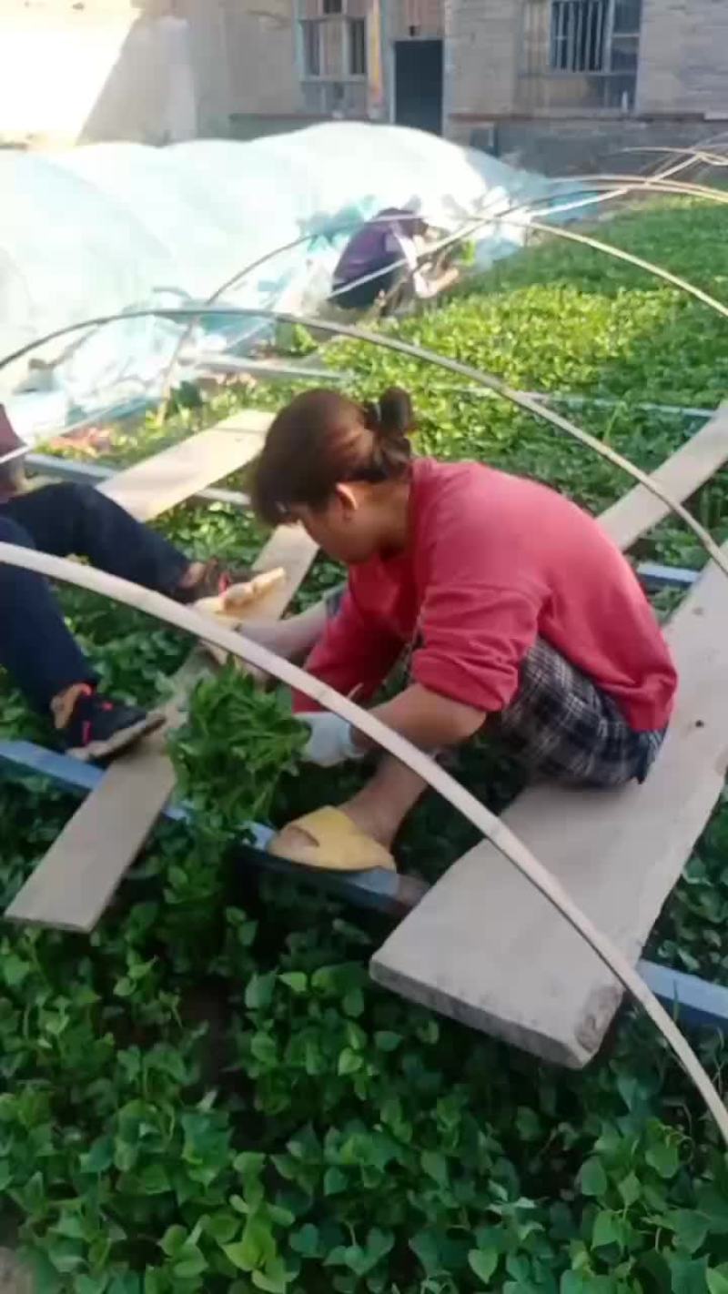 红薯苗子大量上市了，可以供应全国各地发发货