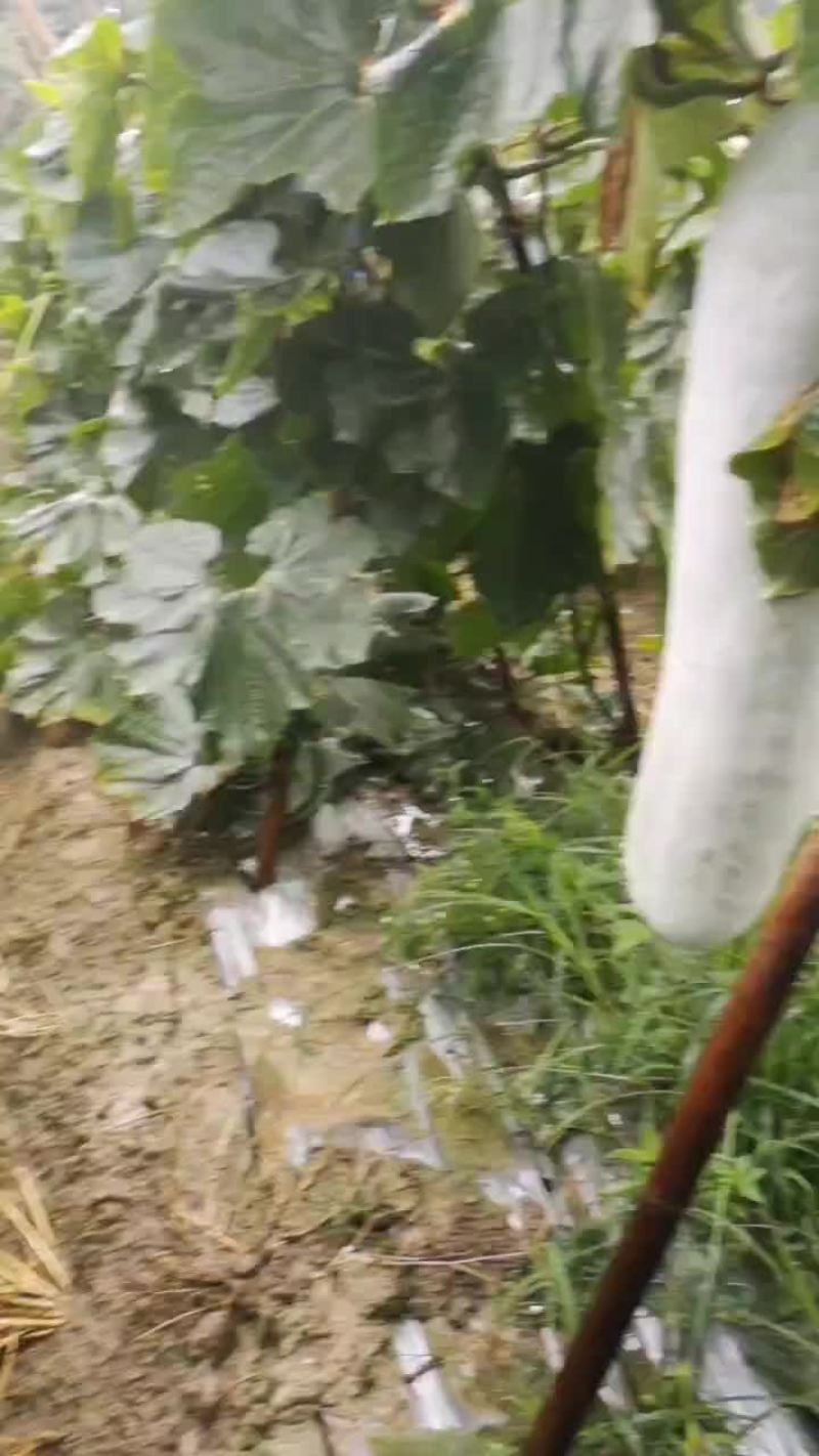 白皮冬瓜