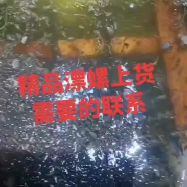 飘螺