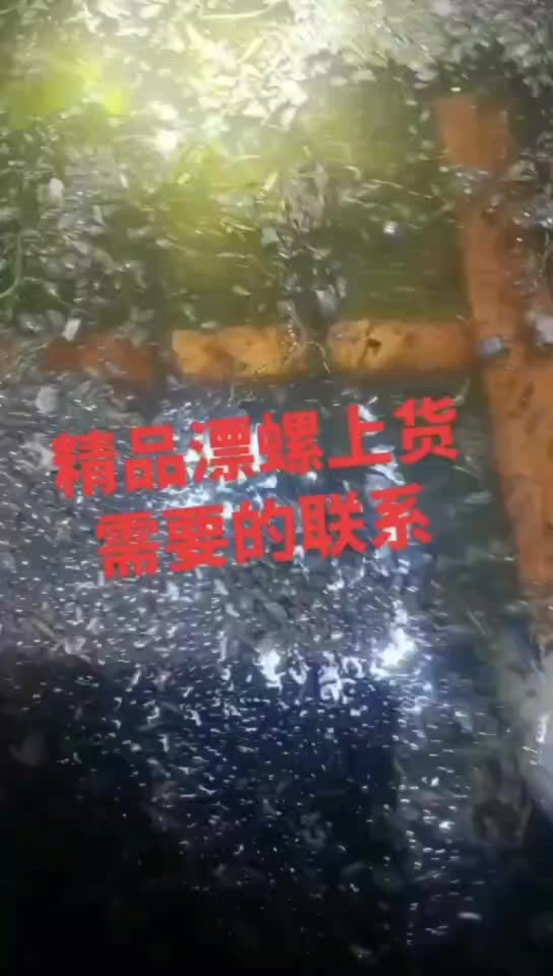 飘螺