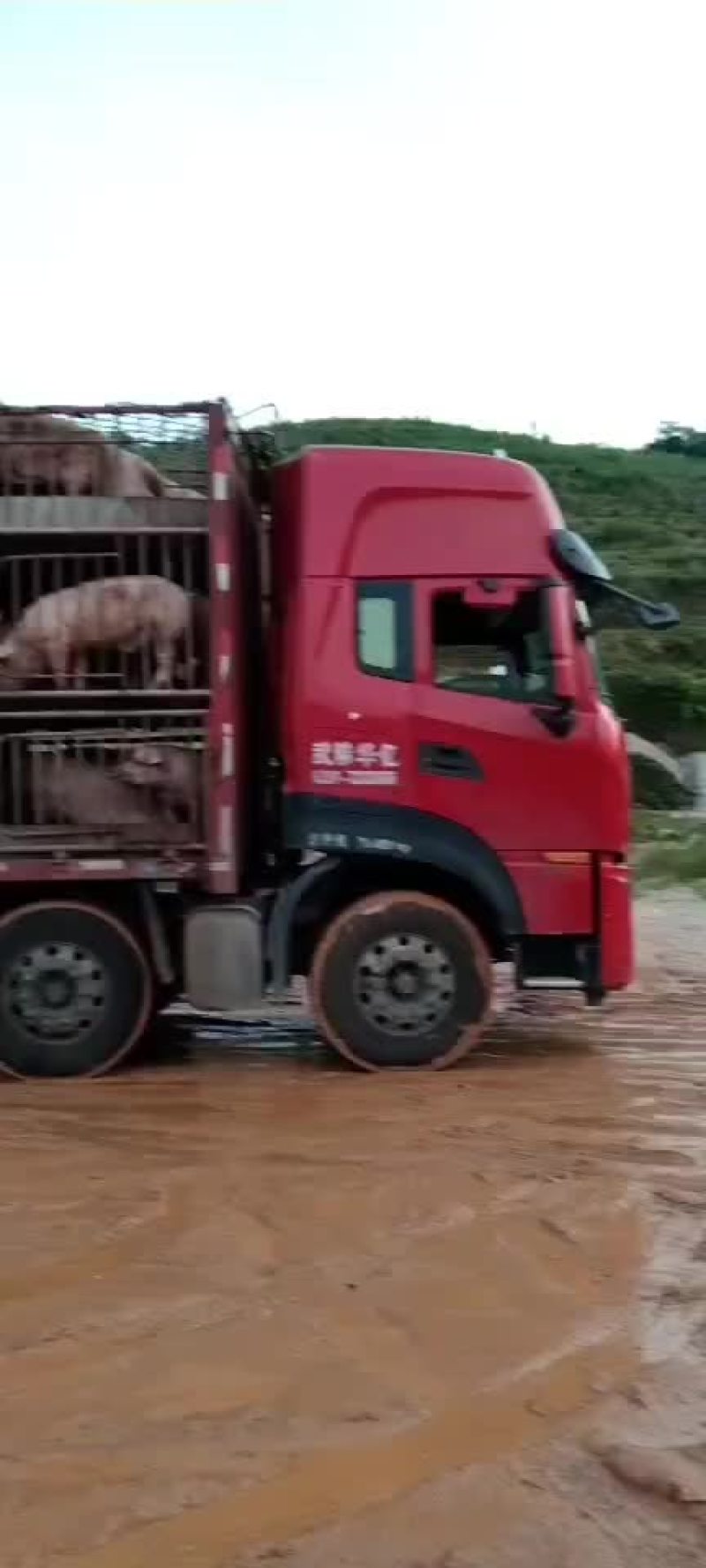 大猪
