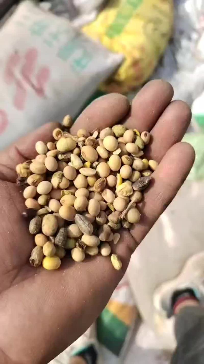 大豆
