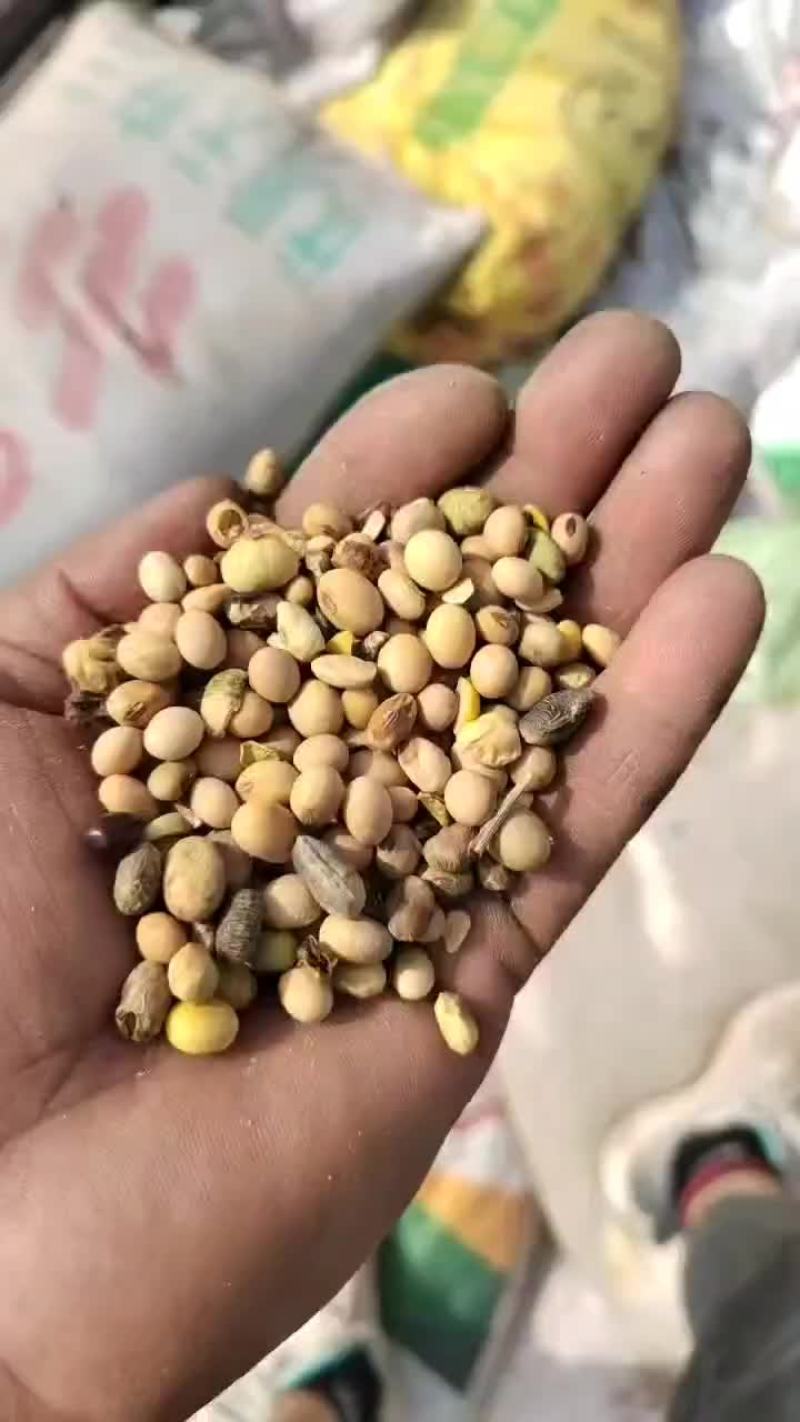 大豆