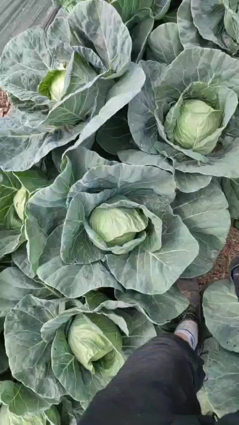 大型甘蓝农场供货，每年600亩，质量保证。农业种植公司