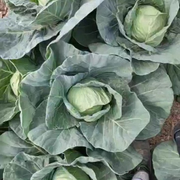 大型甘蓝农场供货，每年600亩，质量保证。农业种植公司