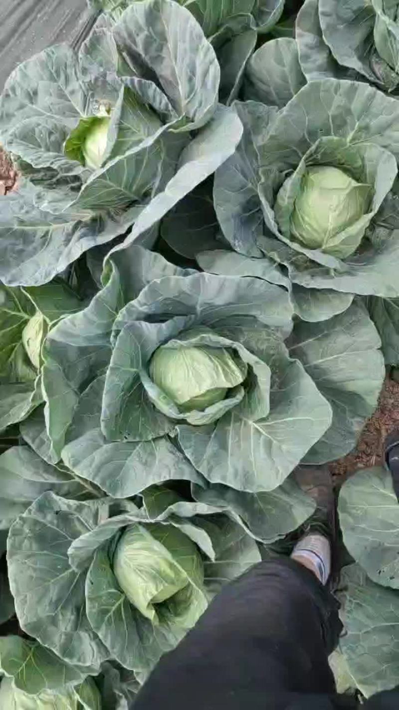 大型甘蓝农场供货，每年600亩，质量保证。农业种植公司