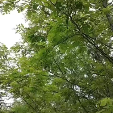洋槐花