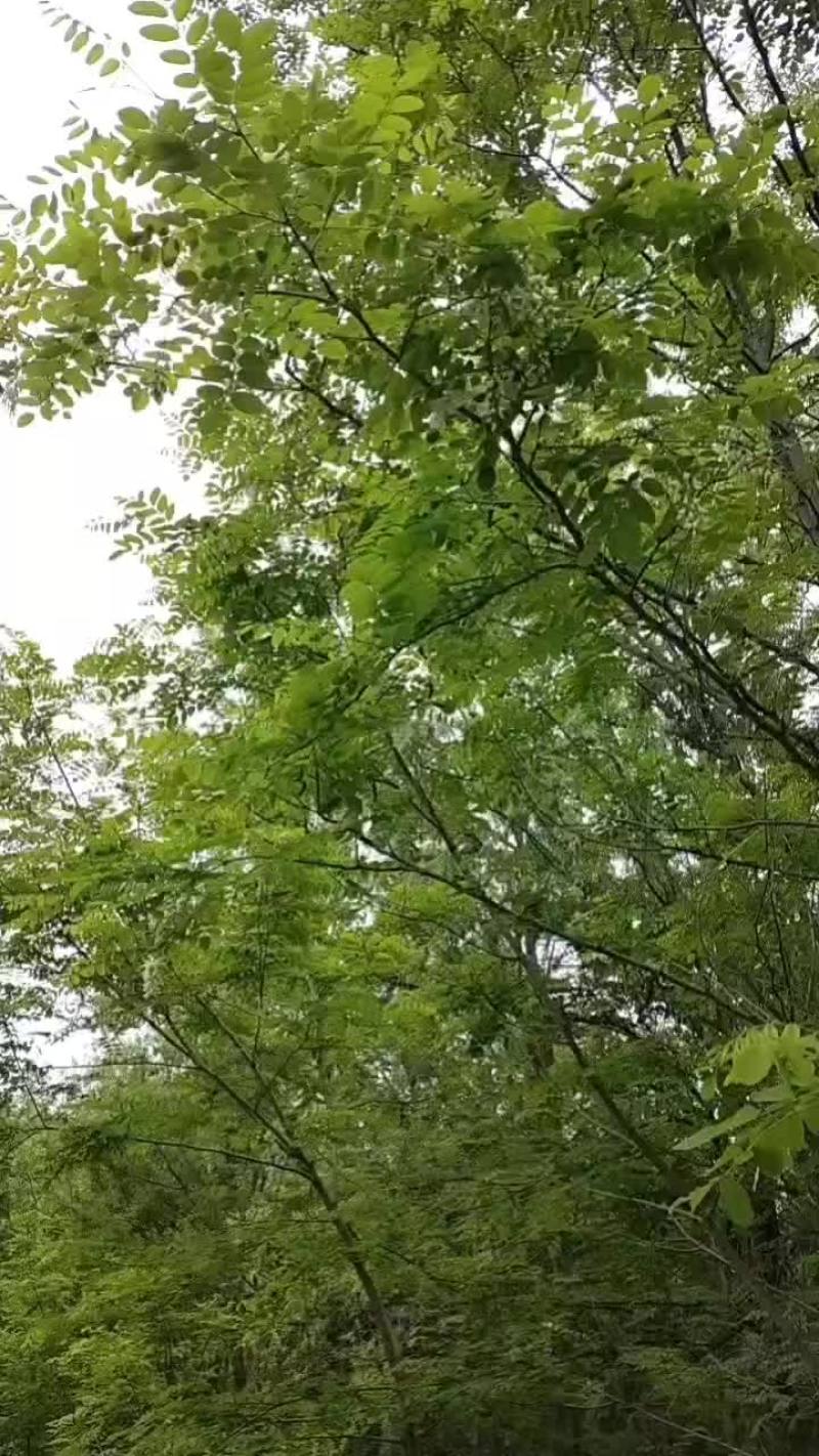 洋槐花