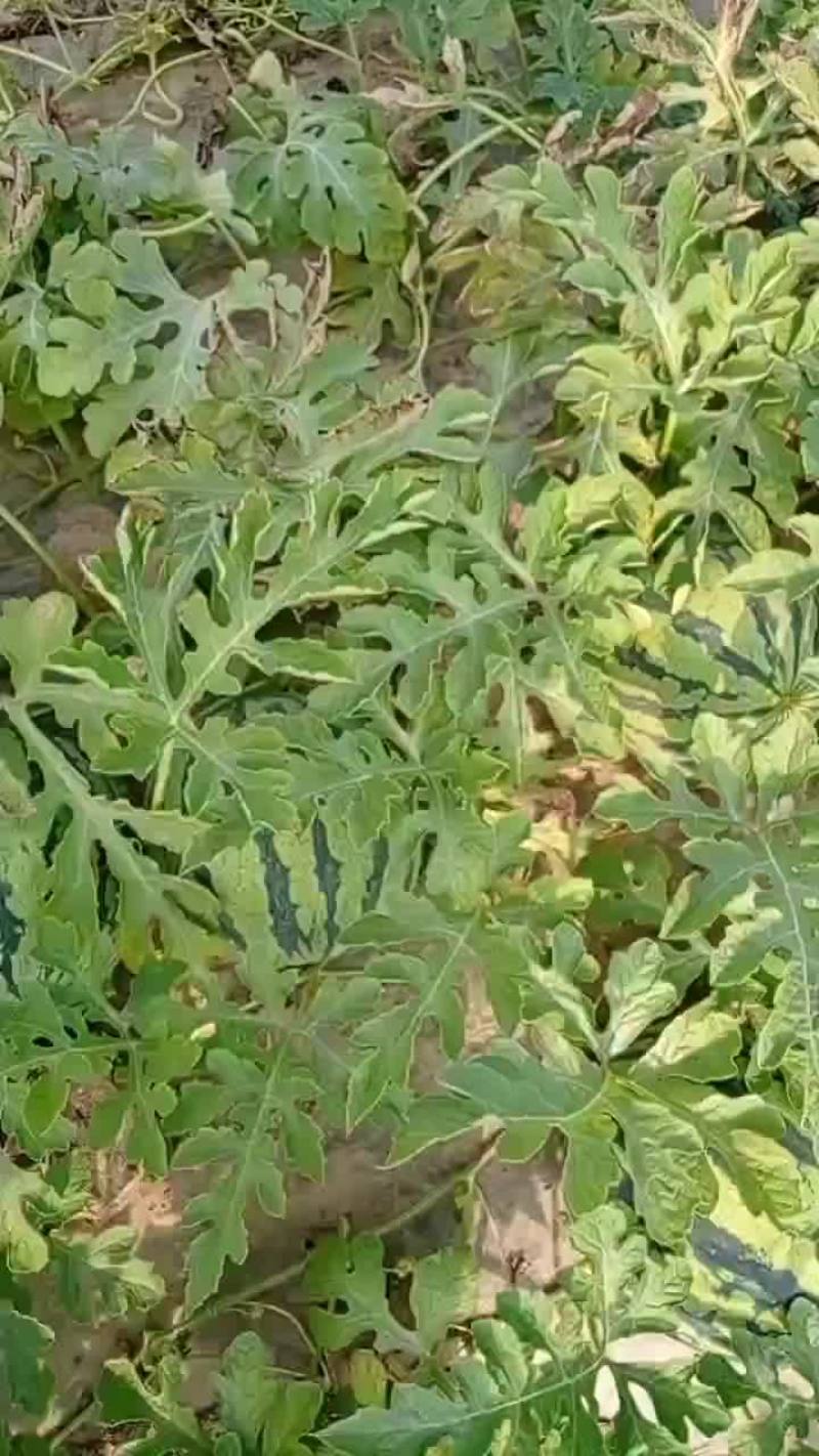 【8424西瓜】江苏盐城西瓜，产地直发，价格可谈