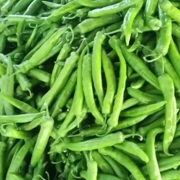 雄霸大果尖椒，大量现货