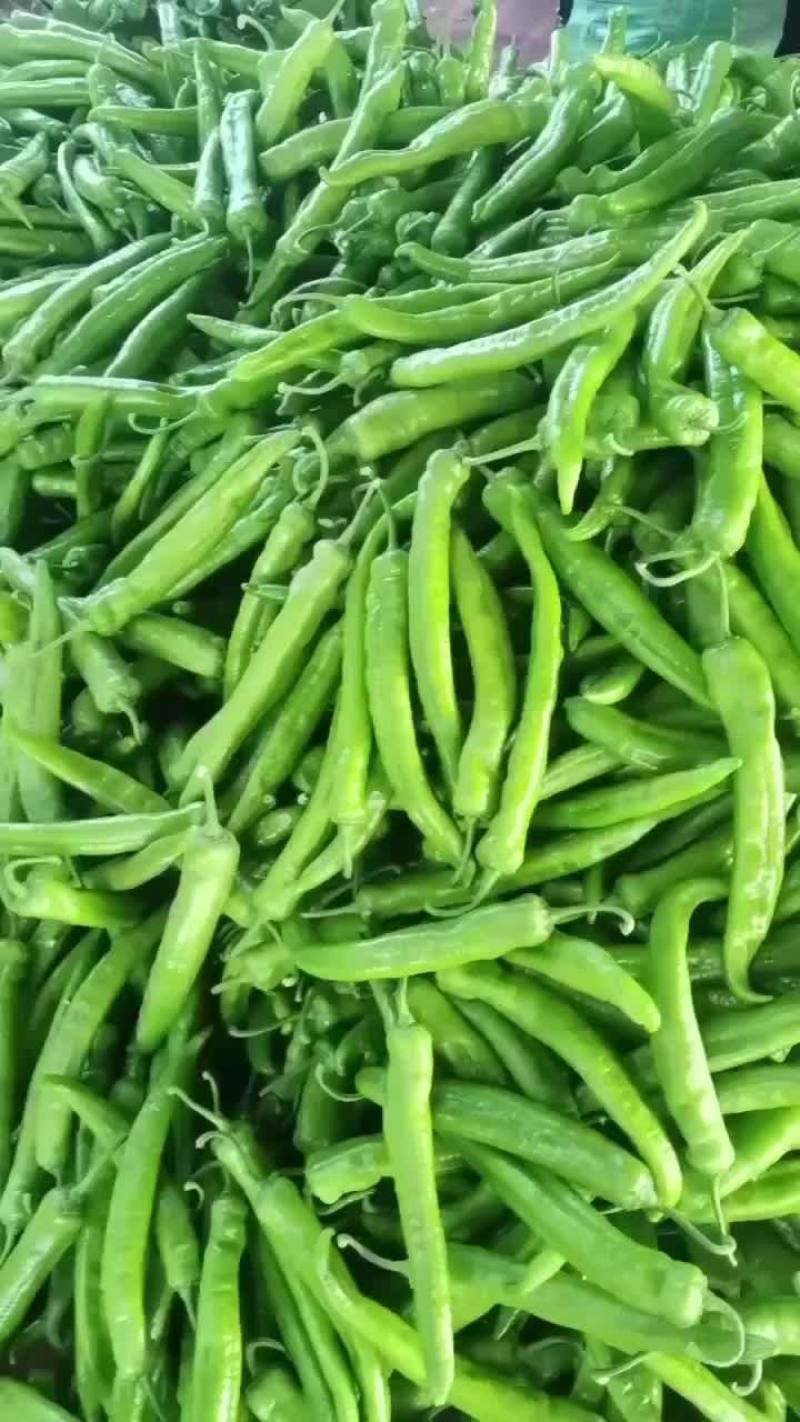 雄霸大果尖椒，大量现货