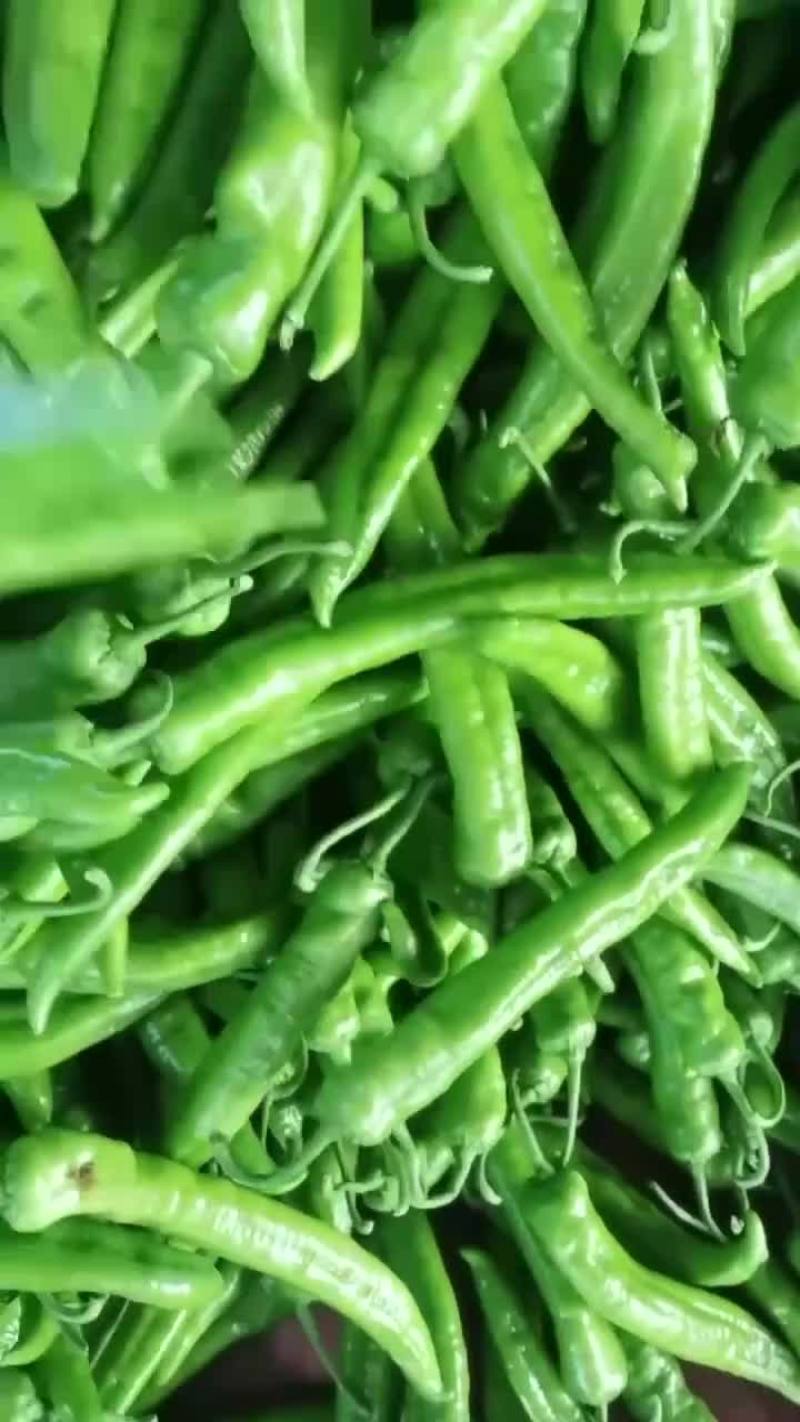 雄霸大果尖椒，大量现货