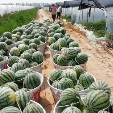 江苏盐城甘美四k，无籽美都大量供货中，欢迎欢迎新老客户光