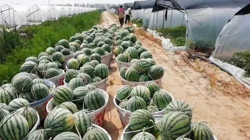 江苏盐城甘美四k，无籽美都大量供货中，欢迎欢迎新老客户光