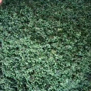 木姜子嫩果现采现发品质优良每年一次的尝鲜盛宴