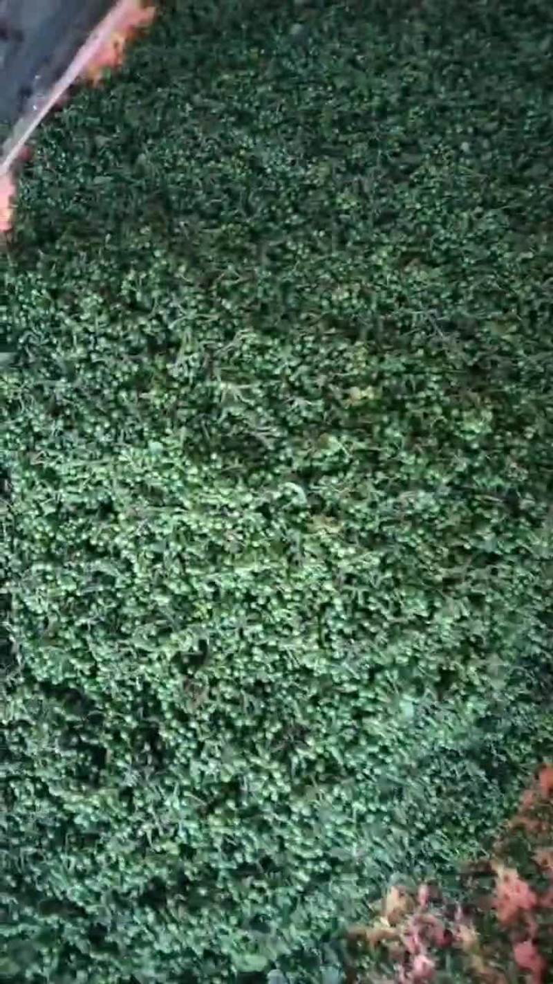 木姜子嫩果现采现发品质优良每年一次的尝鲜盛宴