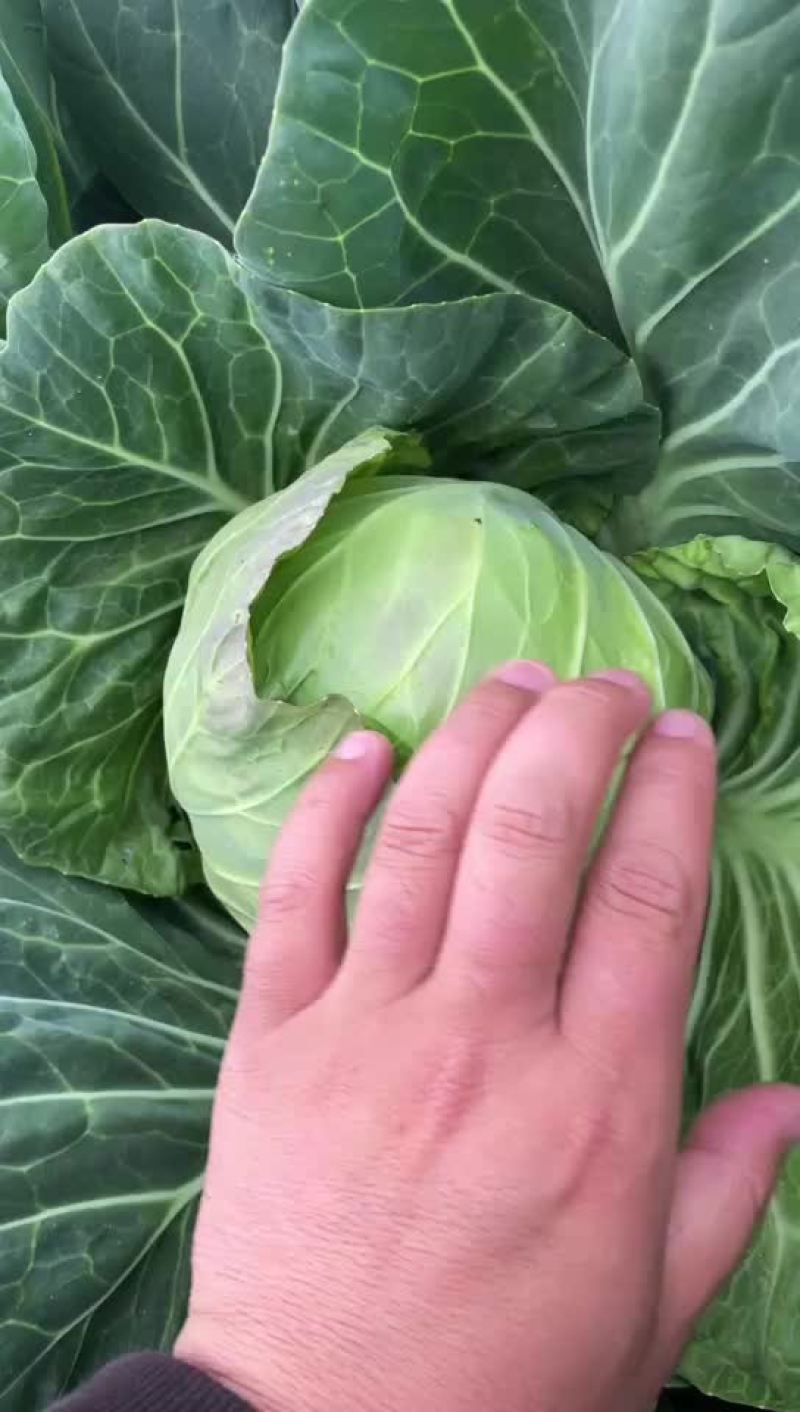汝州甘蓝包菜大量上市