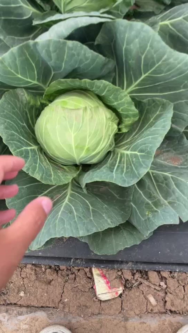 汝州甘蓝包菜大量上市