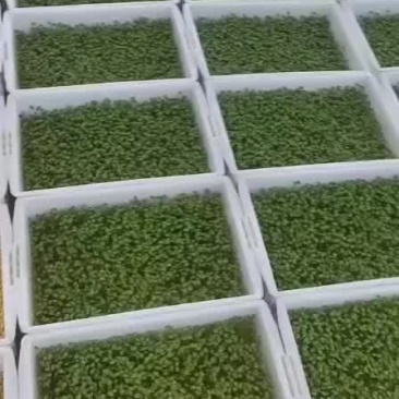 黄豆苗绿色芽苗菜