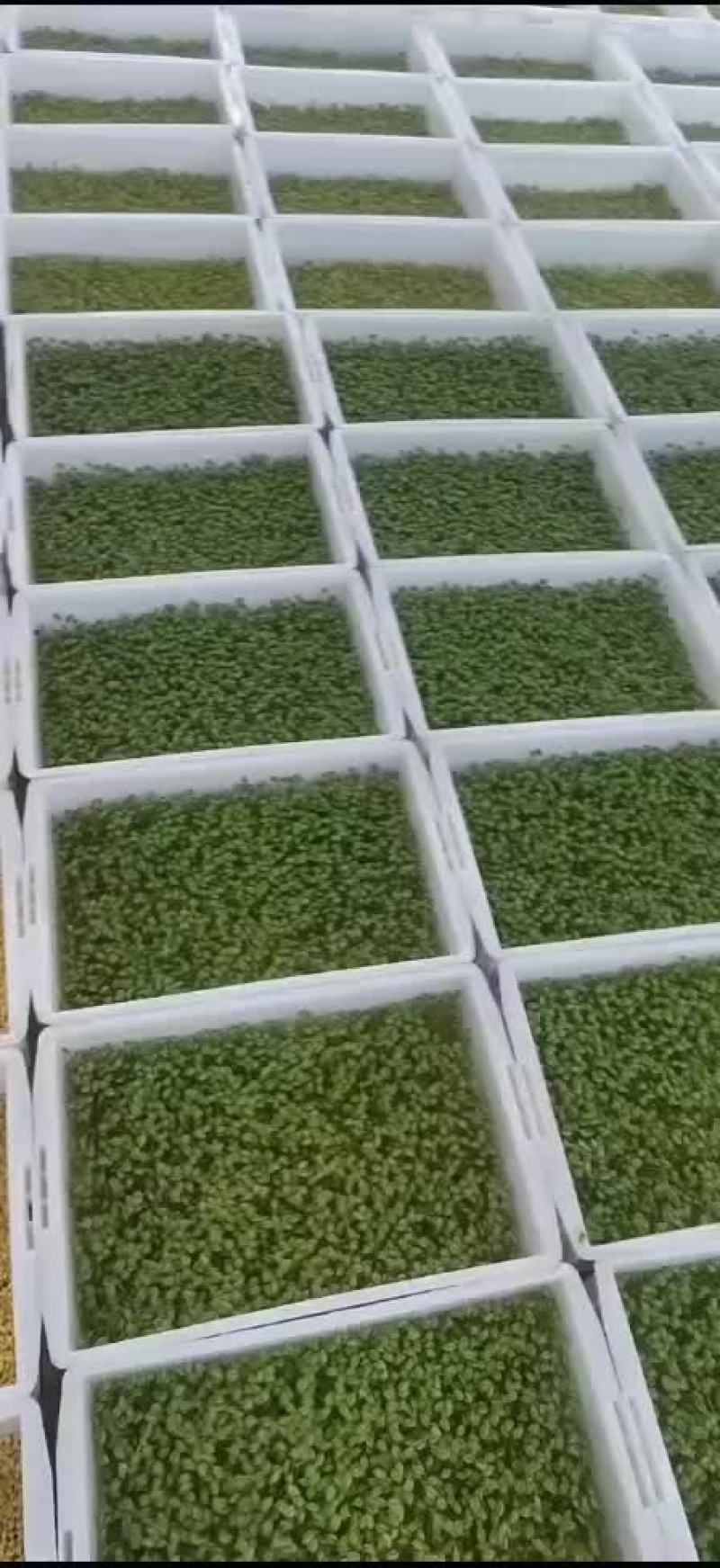 黄豆苗绿色芽苗菜