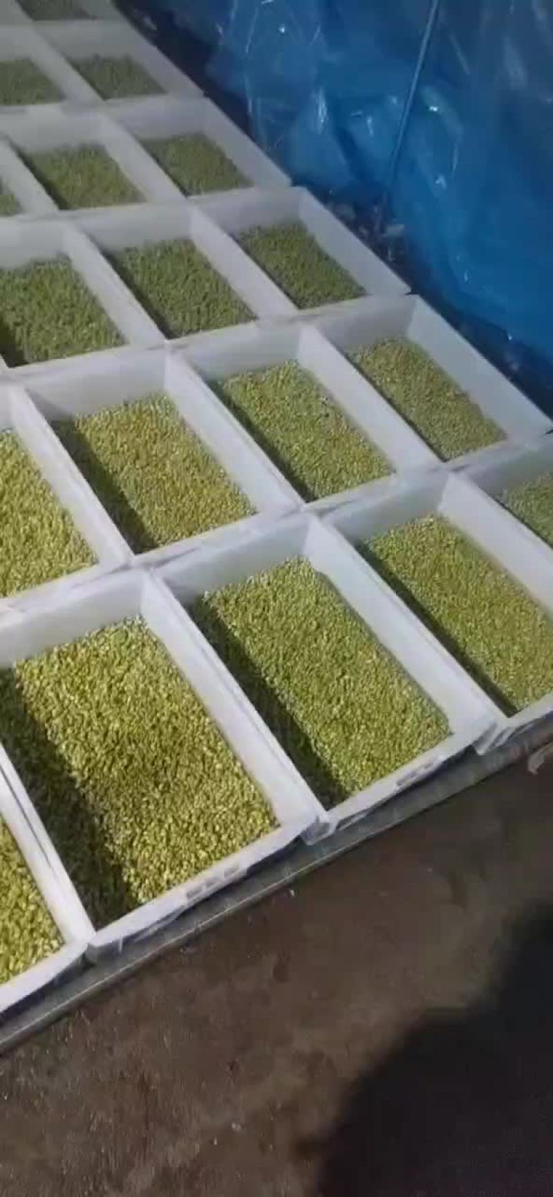 黄豆苗绿色芽苗菜