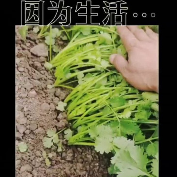 铁杆青，香菜苗^