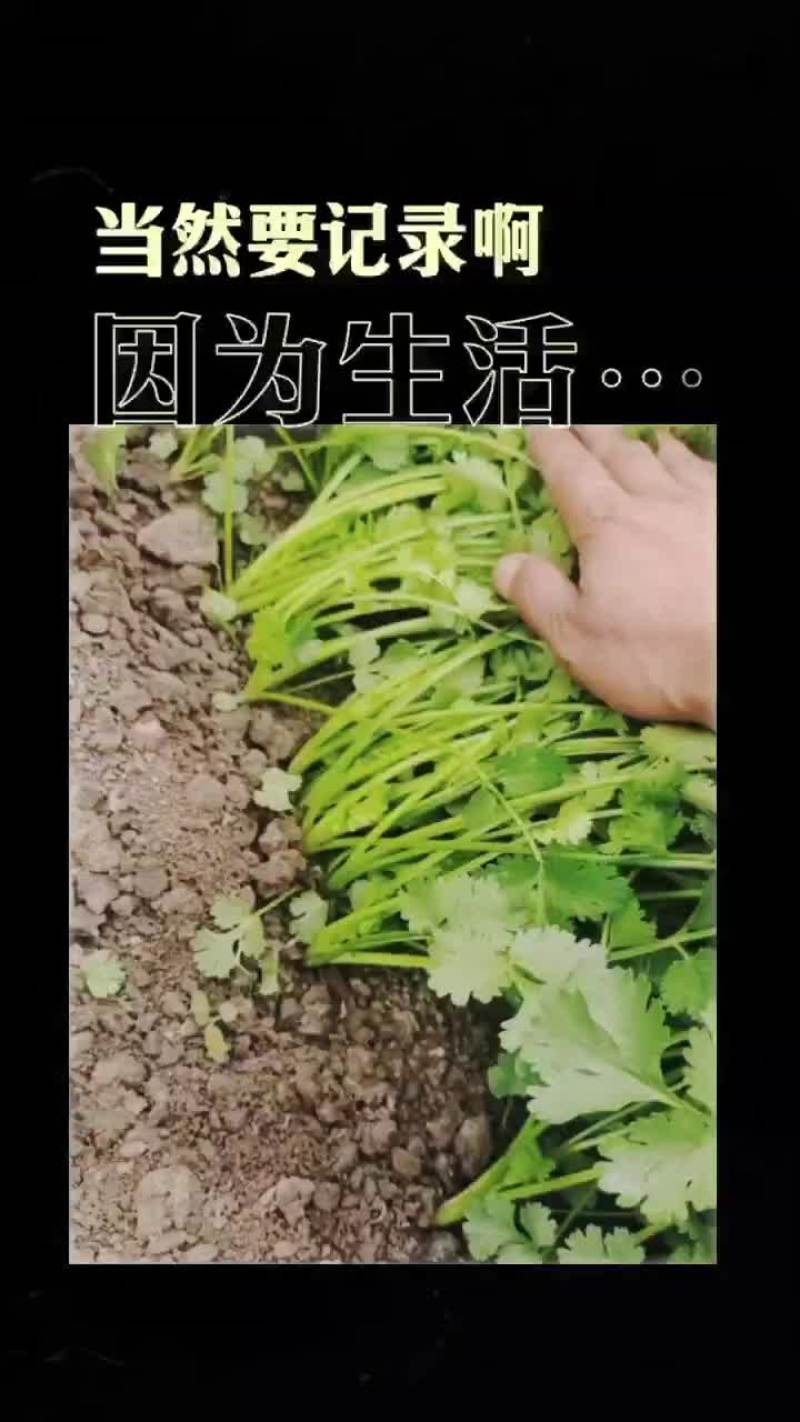 铁杆青，香菜苗^